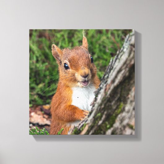 Rote Eichhörnchen Leinwanddruck (Vorderseite)