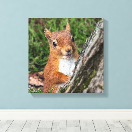 Rote Eichhörnchen Leinwanddruck (Insitu (Holzboden))