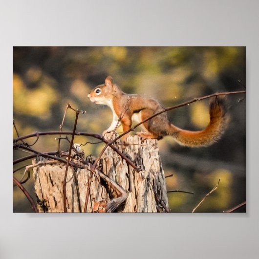 Rote Eichhörnchen Natur Wildtiere Poster (Vorne)