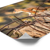 Rote Eichhörnchen Natur Wildtiere Poster (Ecke)