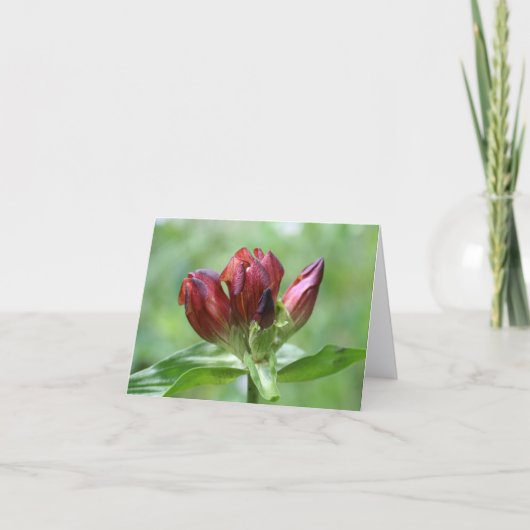 Rote Enzian-Blumenfotografie (Vorderseite)