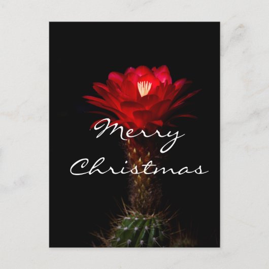Rote Fackeldistelblüte, Frohe Weihnachten (Vorderseite)