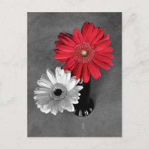 Rote Farbspritzer Gerber-Daisy-Fotografie Postkarte
