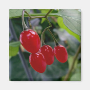 rote Flecken im Herbst Magnet