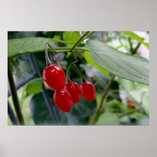 rote Flecken im Herbst Poster