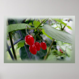 rote Flecken im Herbst Poster