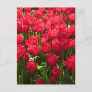 Rote Flora Postkarte