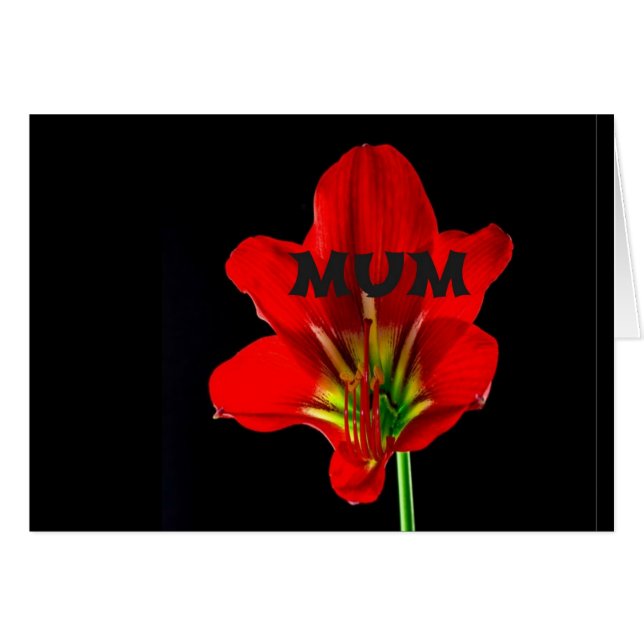 Rote Floral Mum (Vorderseite (Horizontal))