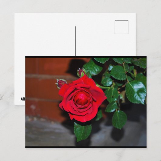 Rote Florale Rose Postkarte (Vorne/Hinten)