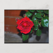 Rote Florale Rose Postkarte (Vorderseite)