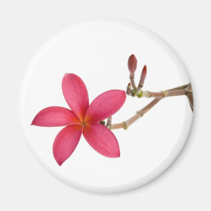 Rote Frangipani-Blume Magnet