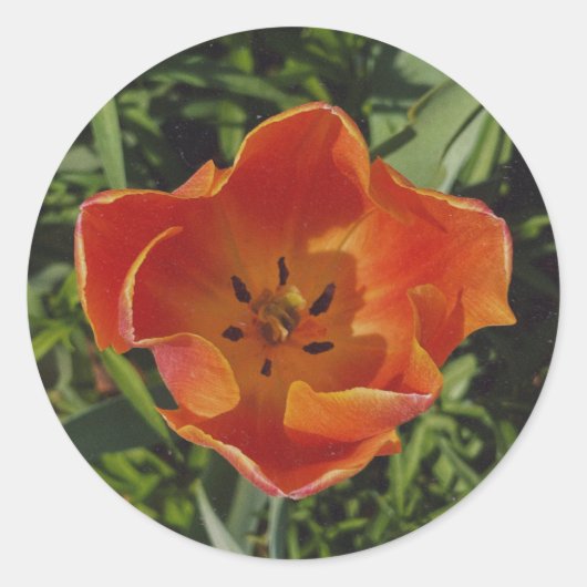 rote Frühlingsblume Runder Aufkleber (Vorderseite)