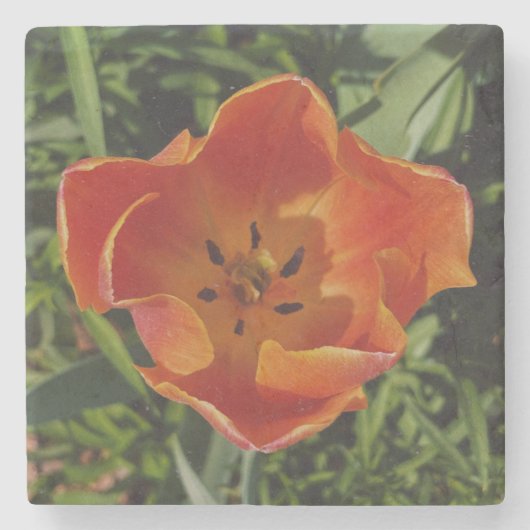 rote Frühlingsblume Steinuntersetzer (Vorderseite)