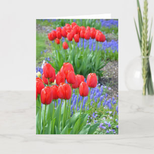 Rote Frühlingstups Blumenkarte Karte