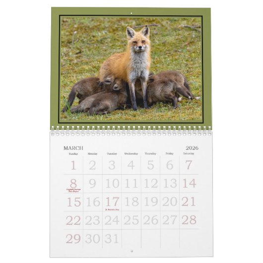 Rote Füchse im Jahreskalender Kalender (Mär 2026)