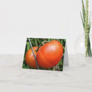 Rote Gartentomaten Naturfotografie