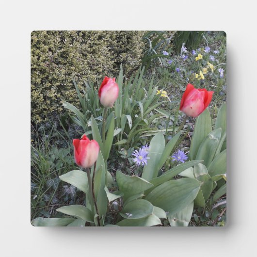 Rote Gartentulis Fotoplatte (Vorderseite)