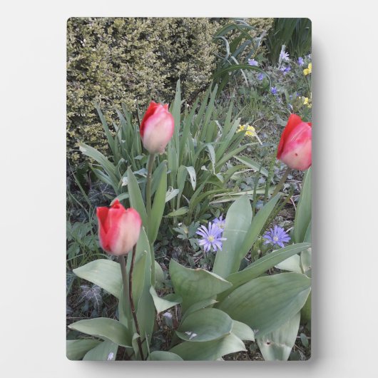 Rote Gartentulis Fotoplatte (Vorderseite)