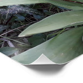 Rote Gartentulis Poster (Ecke)