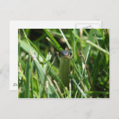 Rote Garterschlange im Gras Postkarte (Vorne/Hinten)