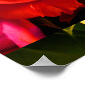Rote Gelbe Rose I Poster (Ecke)