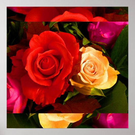 Rote Gelbe Rose I Poster (Vorne)