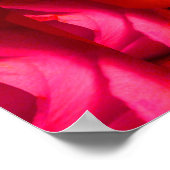Rote Gelbe Rose II Poster (Ecke)