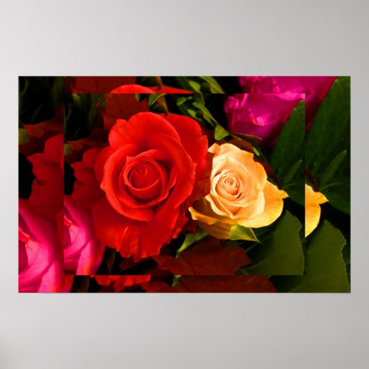 Rote Gelbe Rose II Poster (Vorne)