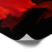 Rote Gelbe Rose III Poster (Ecke)