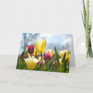 Rote, gelbe und rosa Tulpen in der Sonne Feiertagskarte