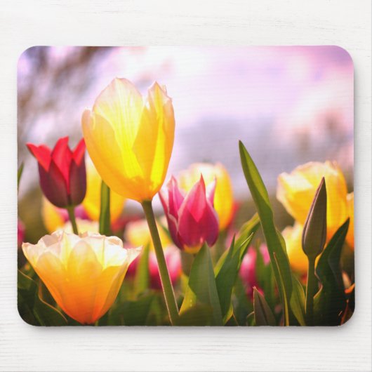 Rote, gelbe und rosa Tulpen in der Sonne Mousepad (Vorne)