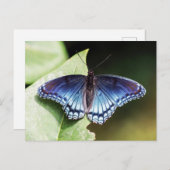 Rote Gepunktete Lila Schmetterlingsblume Postkarte (Vorne/Hinten)