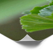 Rote Geranium Blossom-Blume Poster (Ecke)