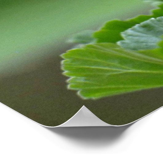 Rote Geranium Blossom-Blume Poster (Ecke)