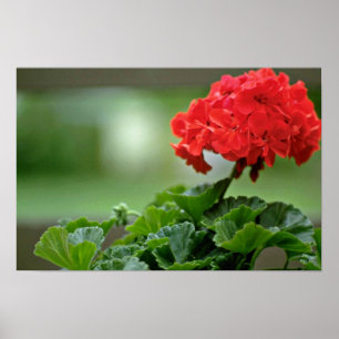 Rote Geranium Blossom-Blume Poster