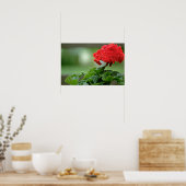 Rote Geranium Blossom-Blume Poster (Küche)