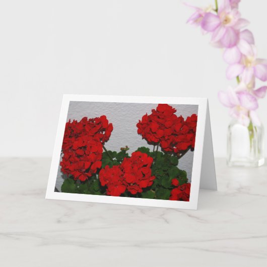 Rote Geranium-Blume, Blumenportrait Karte (Orchidee)