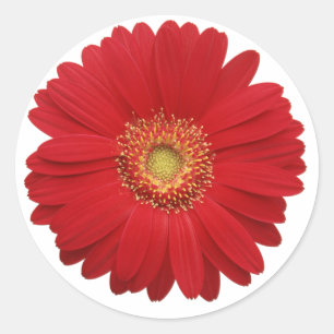Rote Gerbera-Schmucksticker Runder Aufkleber