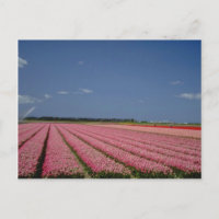 Rote Gerstenfelder, Zanskar Ladakh, indische Blume