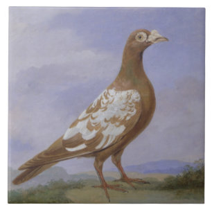 Rote gescheckte Brieftaube (Öl auf Leinwand) Fliese