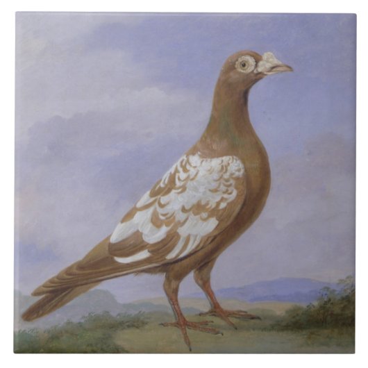 Rote gescheckte Brieftaube (Öl auf Leinwand) Fliese (Vorderseite)