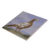 Rote gescheckte Brieftaube (Öl auf Leinwand) Fliese (Seite)