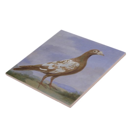 Rote gescheckte Brieftaube (Öl auf Leinwand) Fliese (Seite)