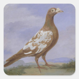 Rote gescheckte Brieftaube (Öl auf Leinwand) Quadratischer Aufkleber