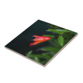 Rote Granatapfel-Blume (Punica granatum) auf einem Fliese (Seite)