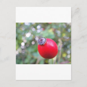 Rote Hagebutte mit weissem Bokeh Postkarte