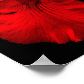 Rote heiße Bartirisblume Poster (Ecke)