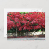 Rote Herbstbaume Postkarte (Vorne/Hinten)