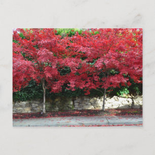 Rote Herbstbaume Postkarte