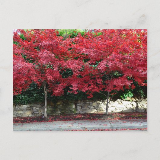 Rote Herbstbaume Postkarte (Vorderseite)